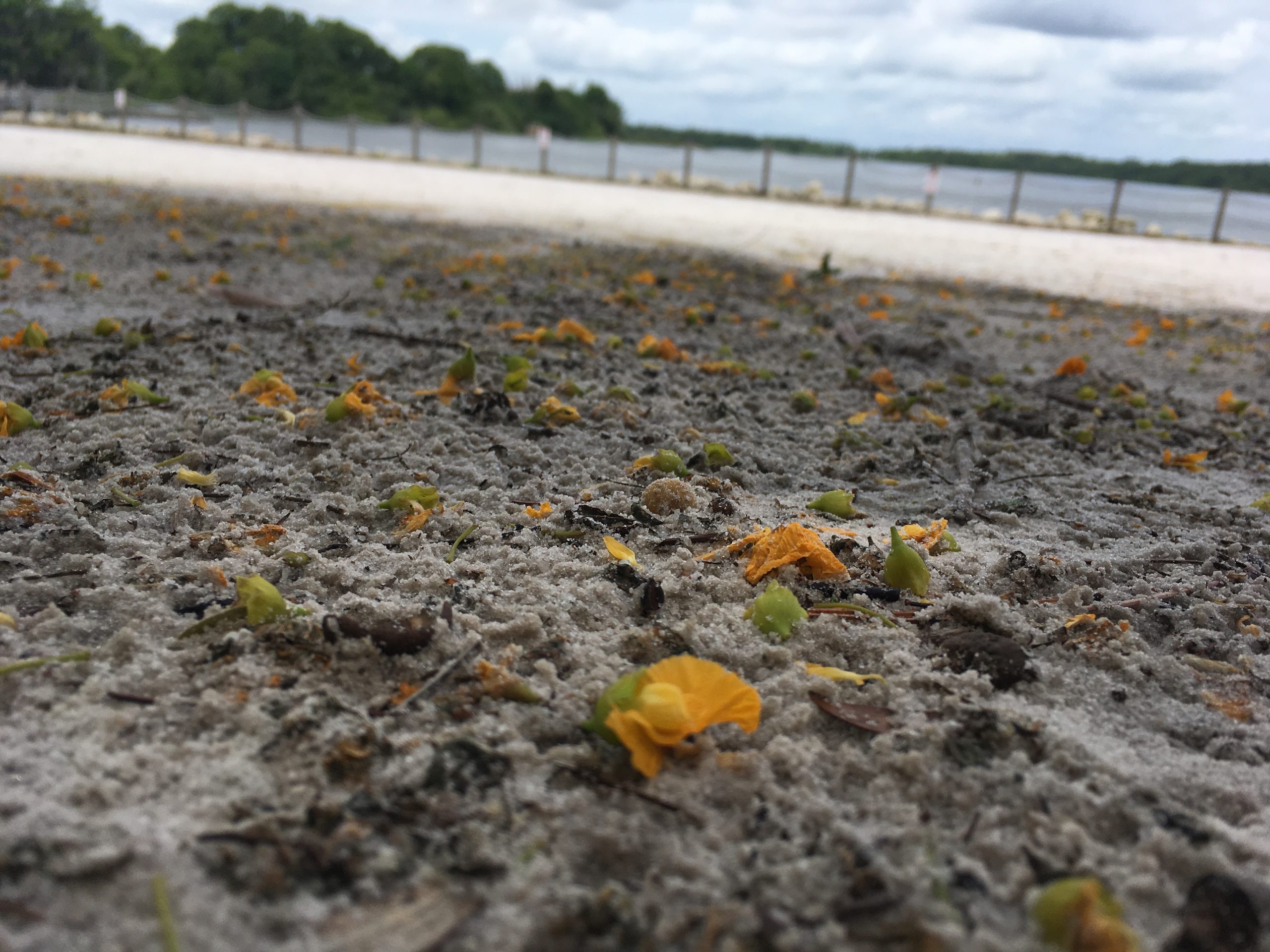 What Will Happen to Clementines Beach? Disney Yesterday, Today, Tomorrow